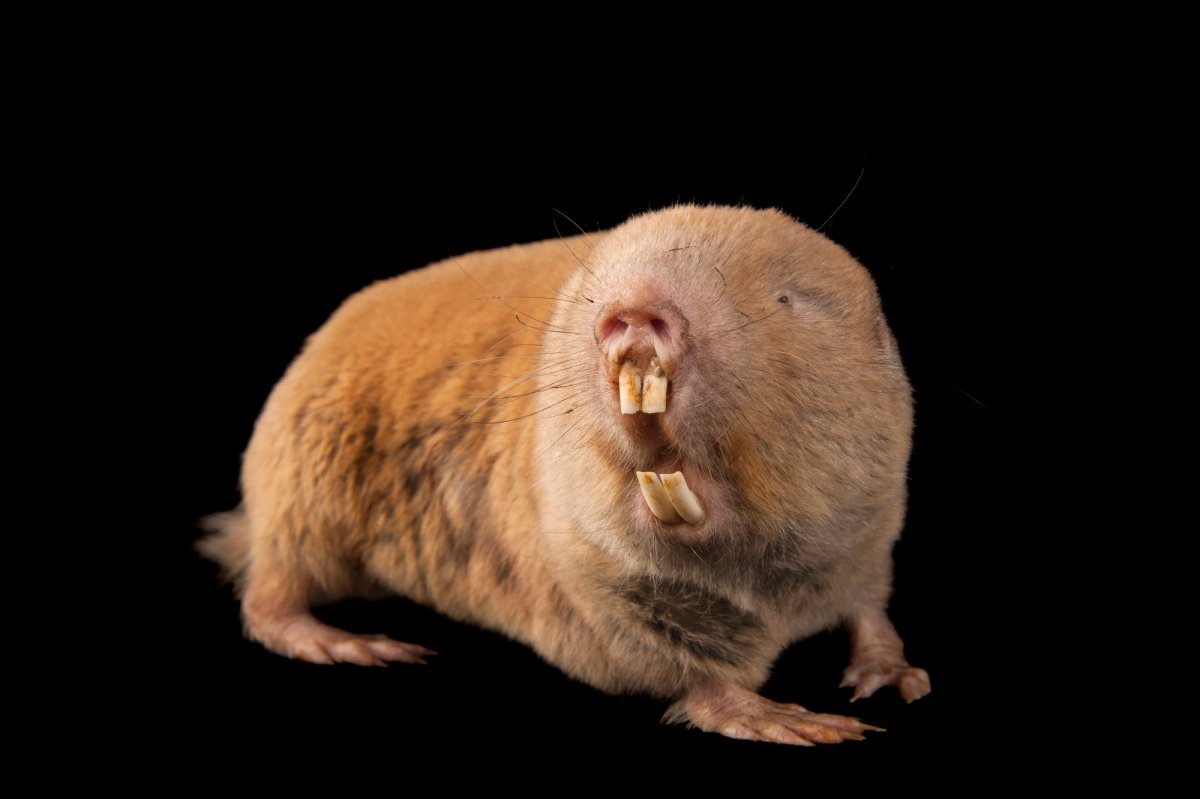 Белозубый слепыш