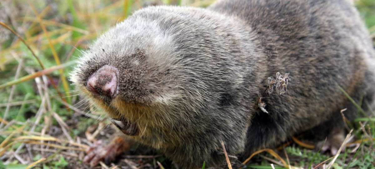 Обыкновенный слепыш глаза