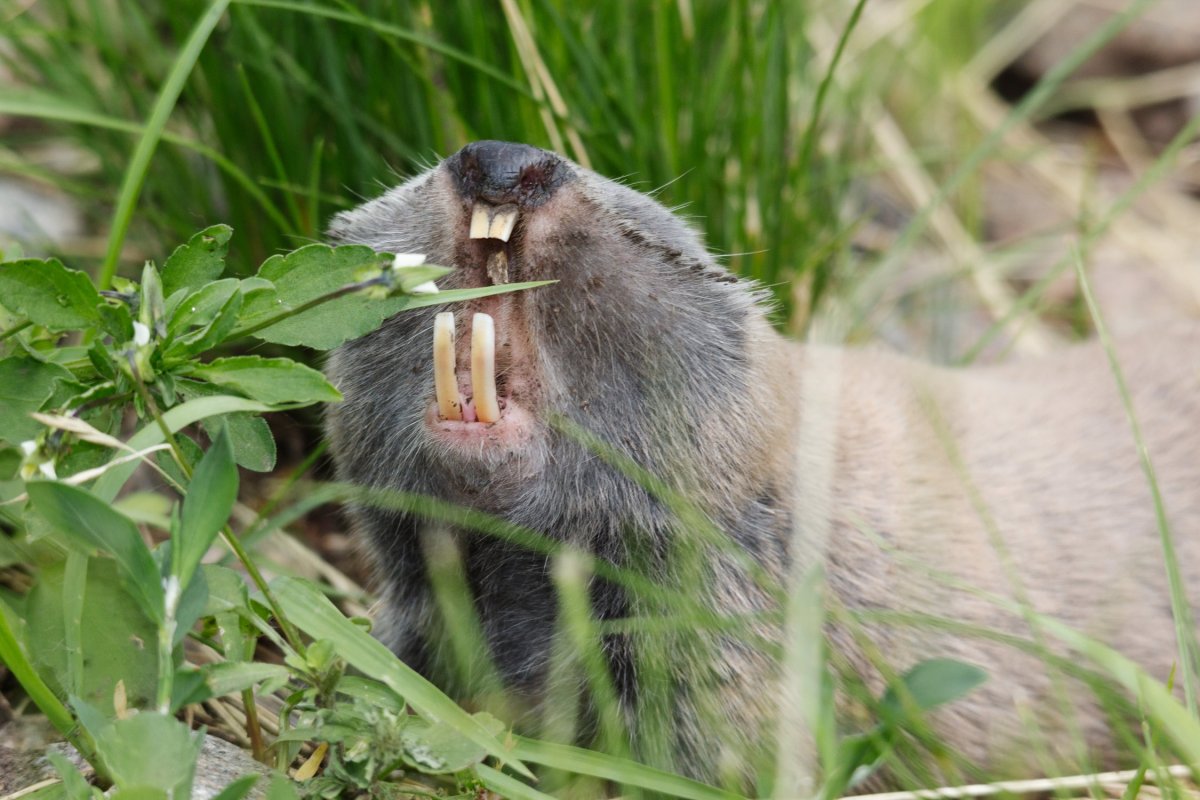 Лысый Африканский землекоп