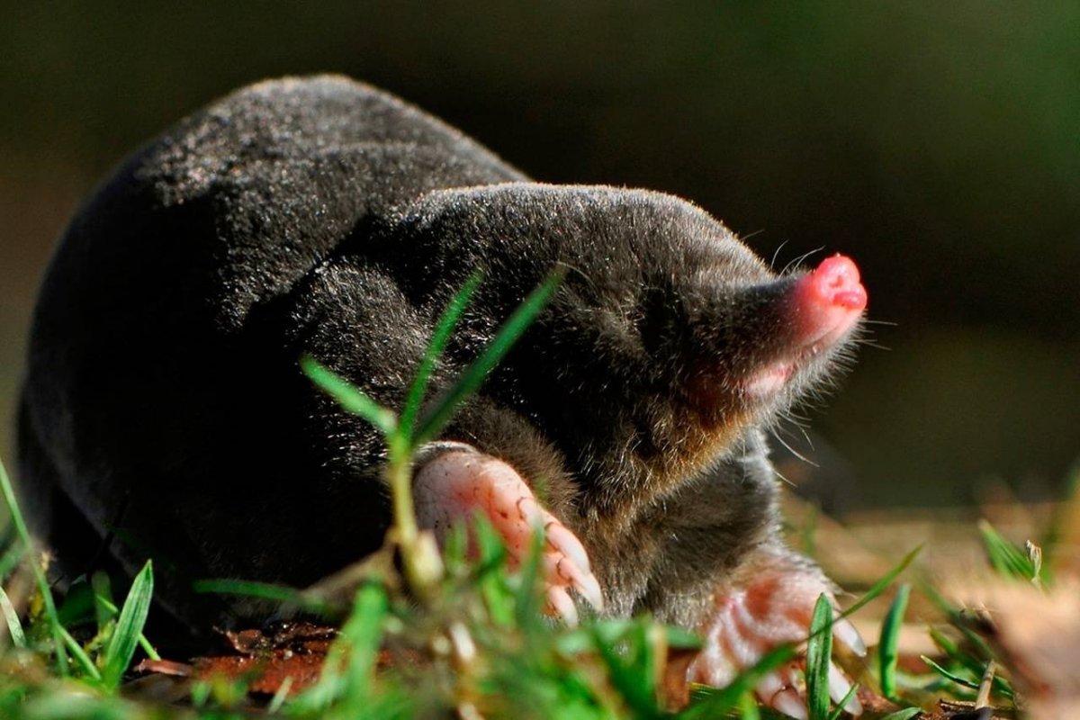 Слепыш домашний