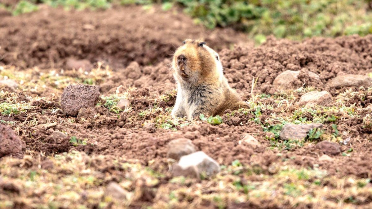 Крот слепыш