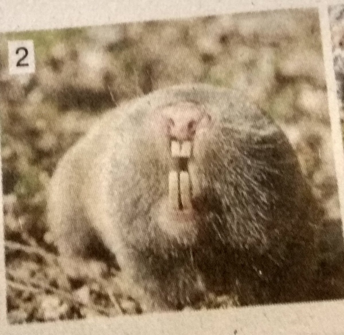 Безглазый Крот