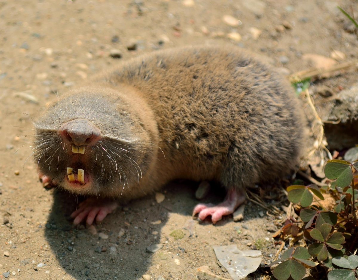 Слепыш и Крот в чем разница