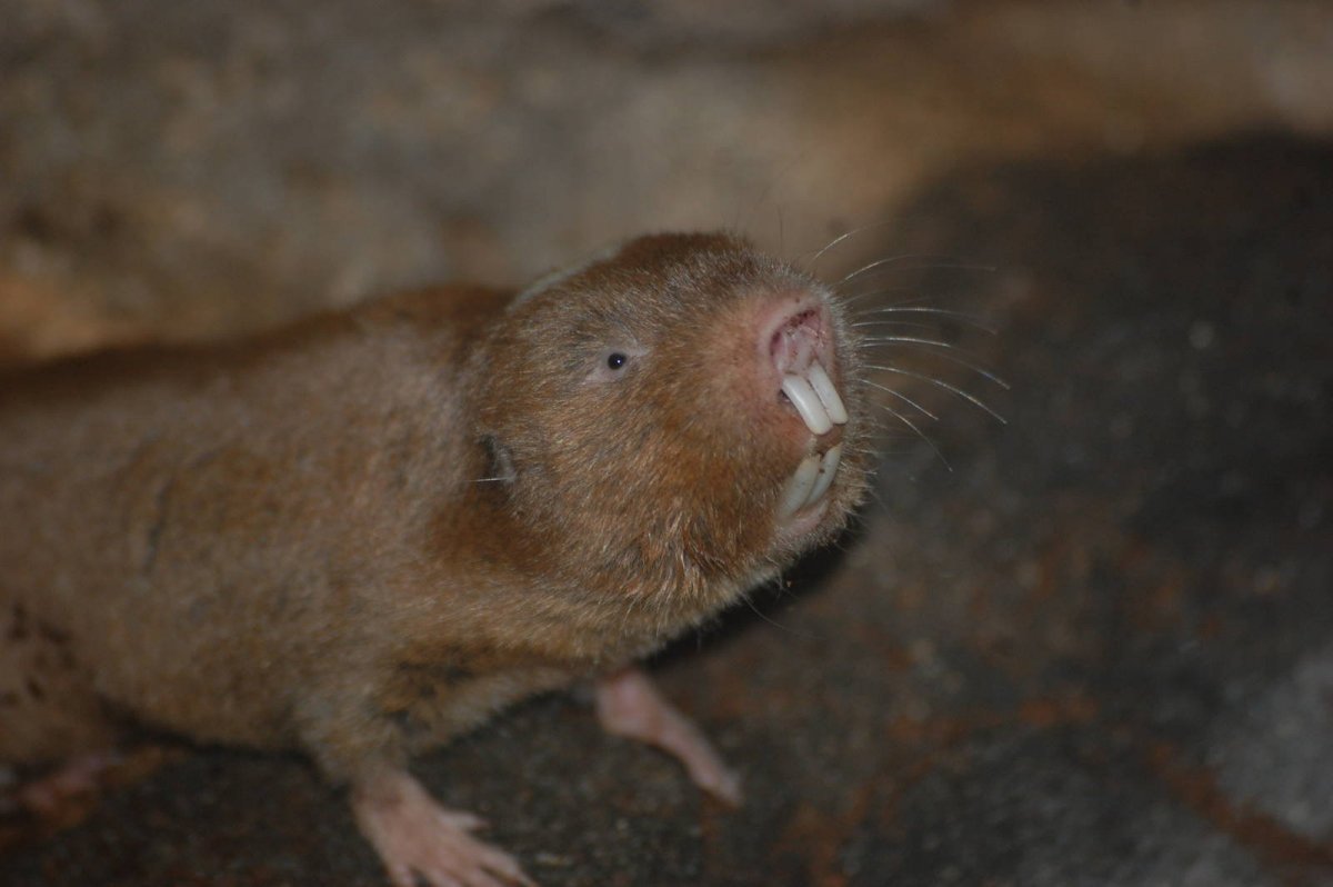 Крыса слепыш