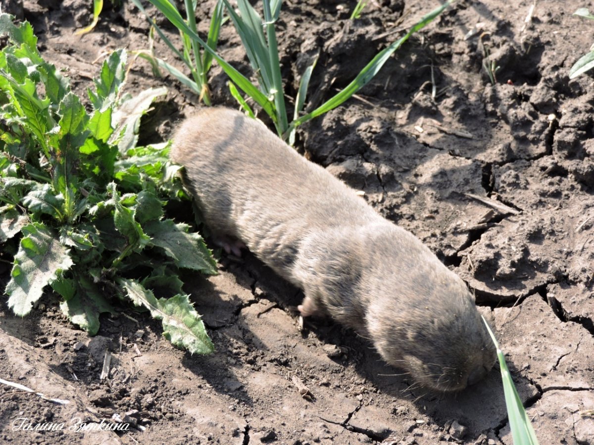 Дальневосточный Крот