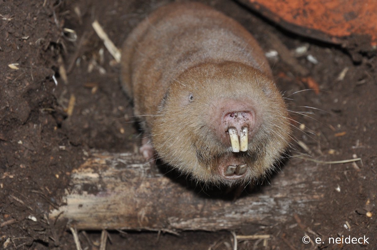 Мышь слепыш