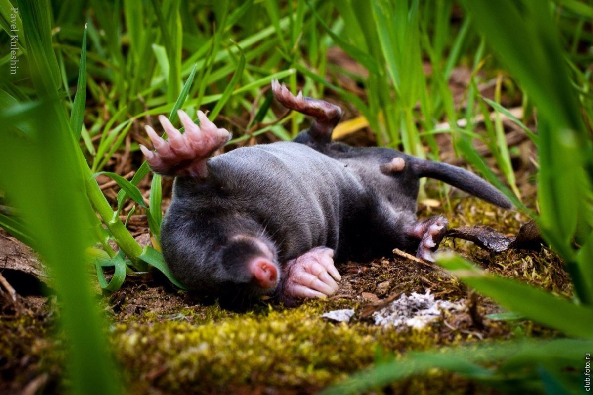 Слепыш обыкновенный зубы