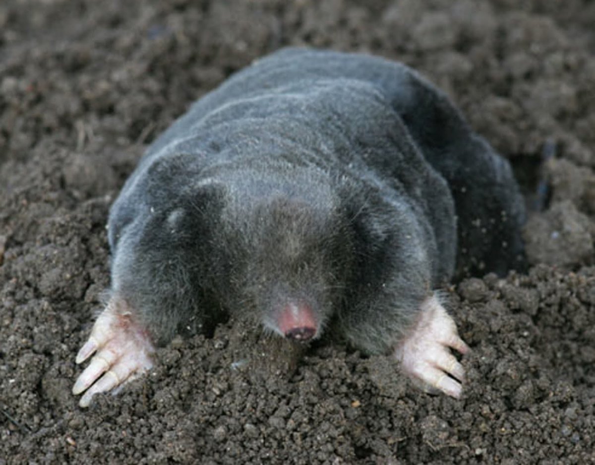 Слепыш фото животного