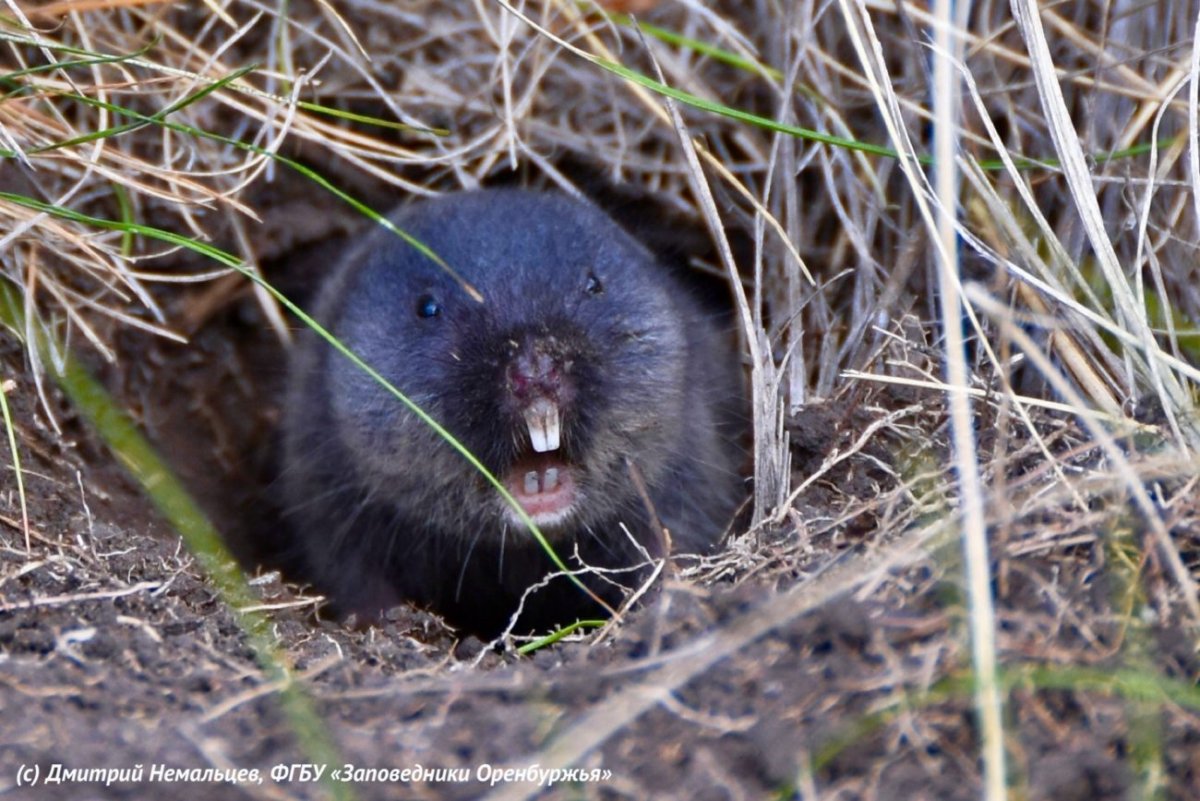 Слепушонка обыкновенная