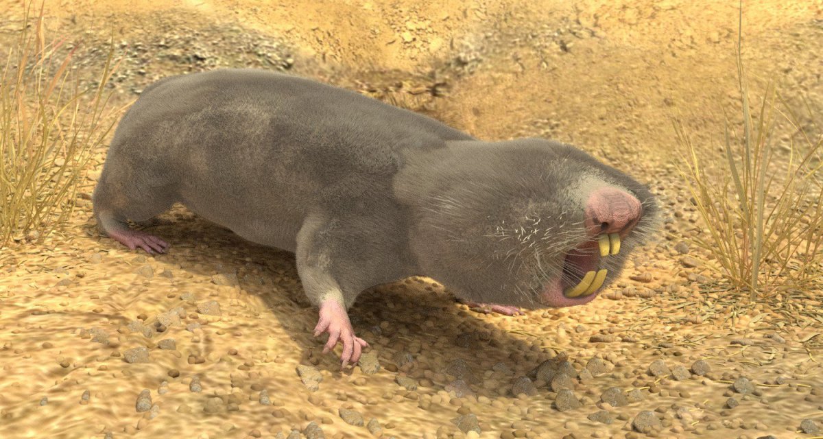 Крот слепыш