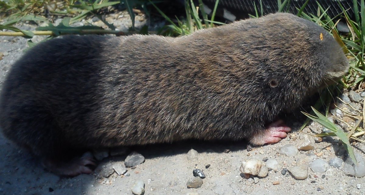 Крот слепыш