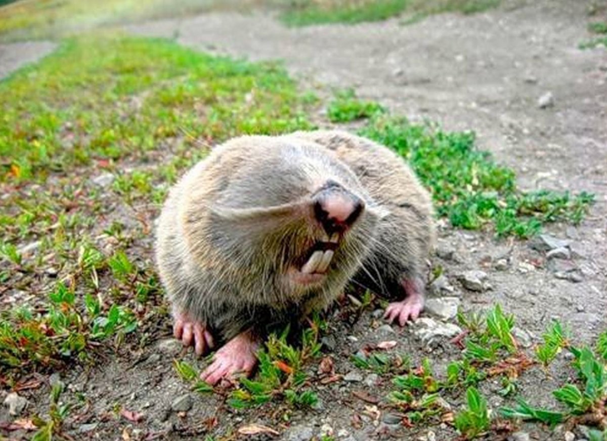 Обыкновенный слепыш