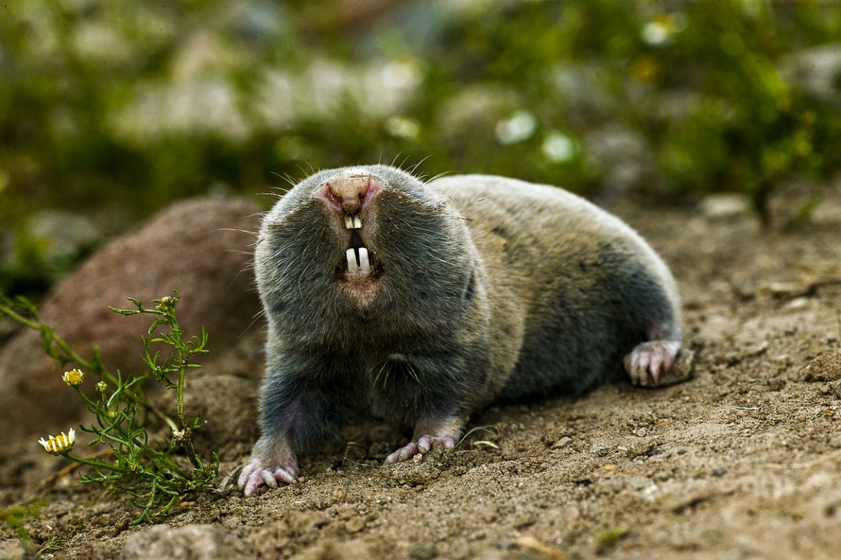 Землеройка слепыш