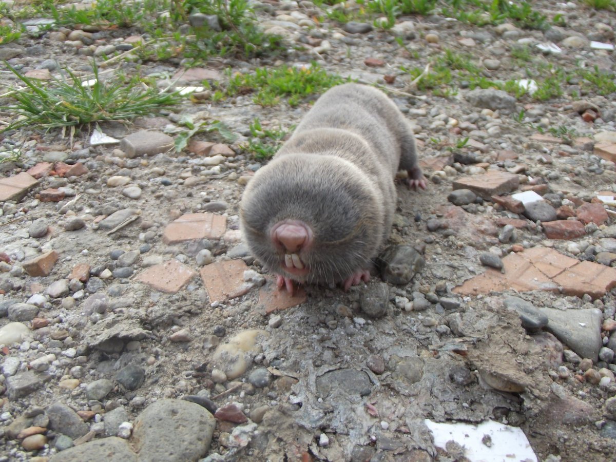 Земляной заяц слепыш