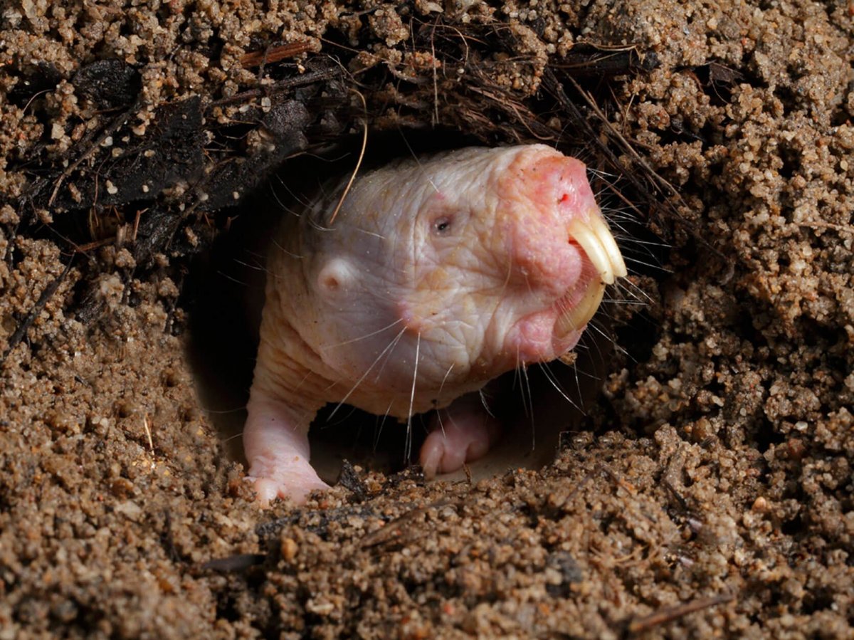 Капский землекоп