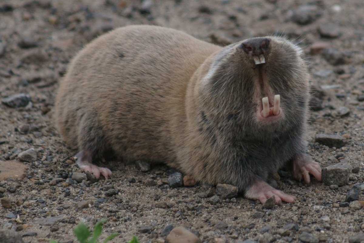 Слепыш Норы в земле