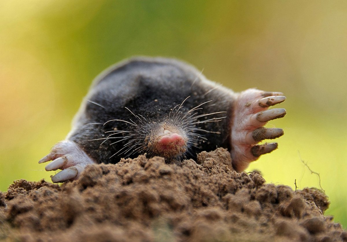 Обыкновенный слепыш (Spalax microphthalmus)