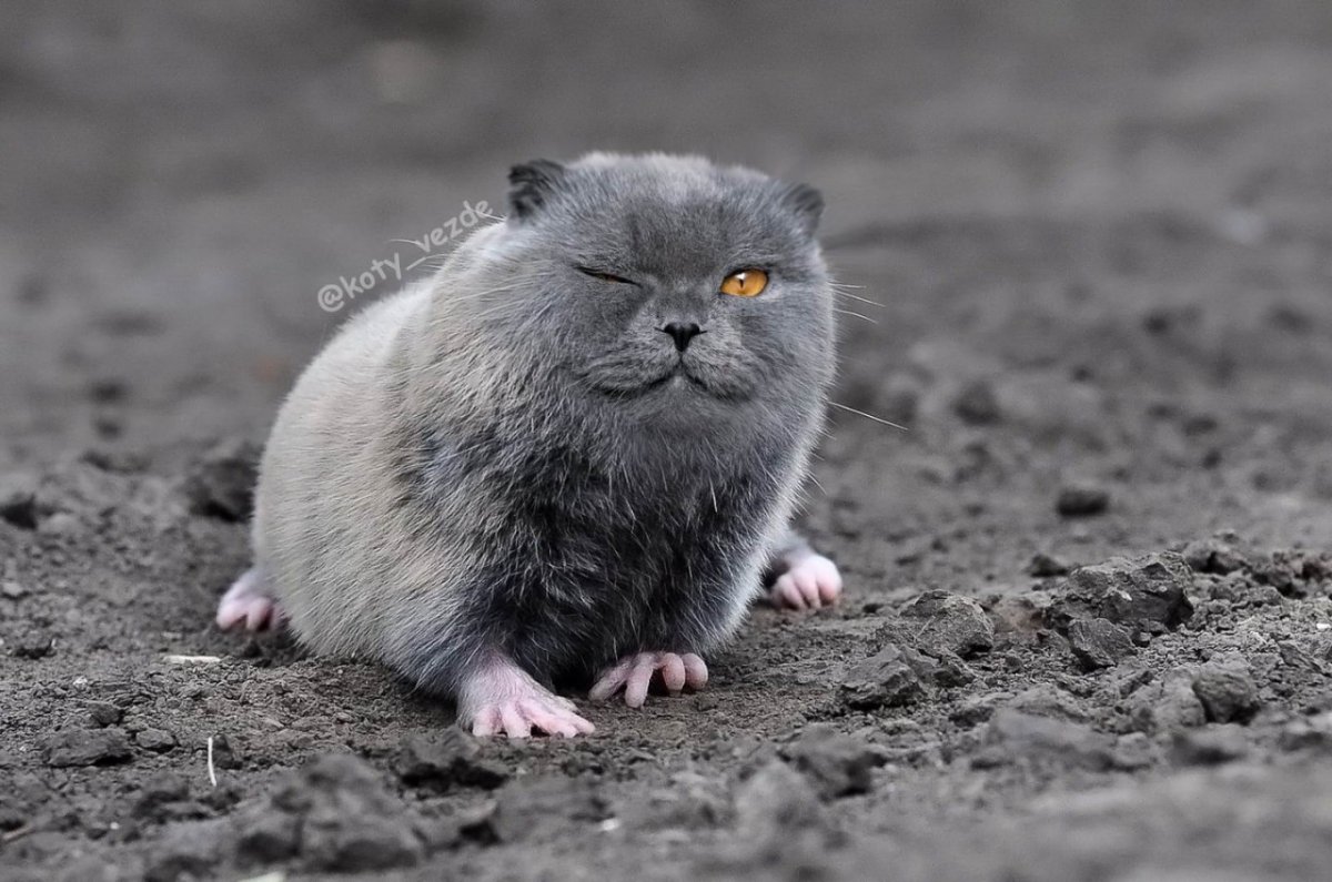 Маньчжурский цокор