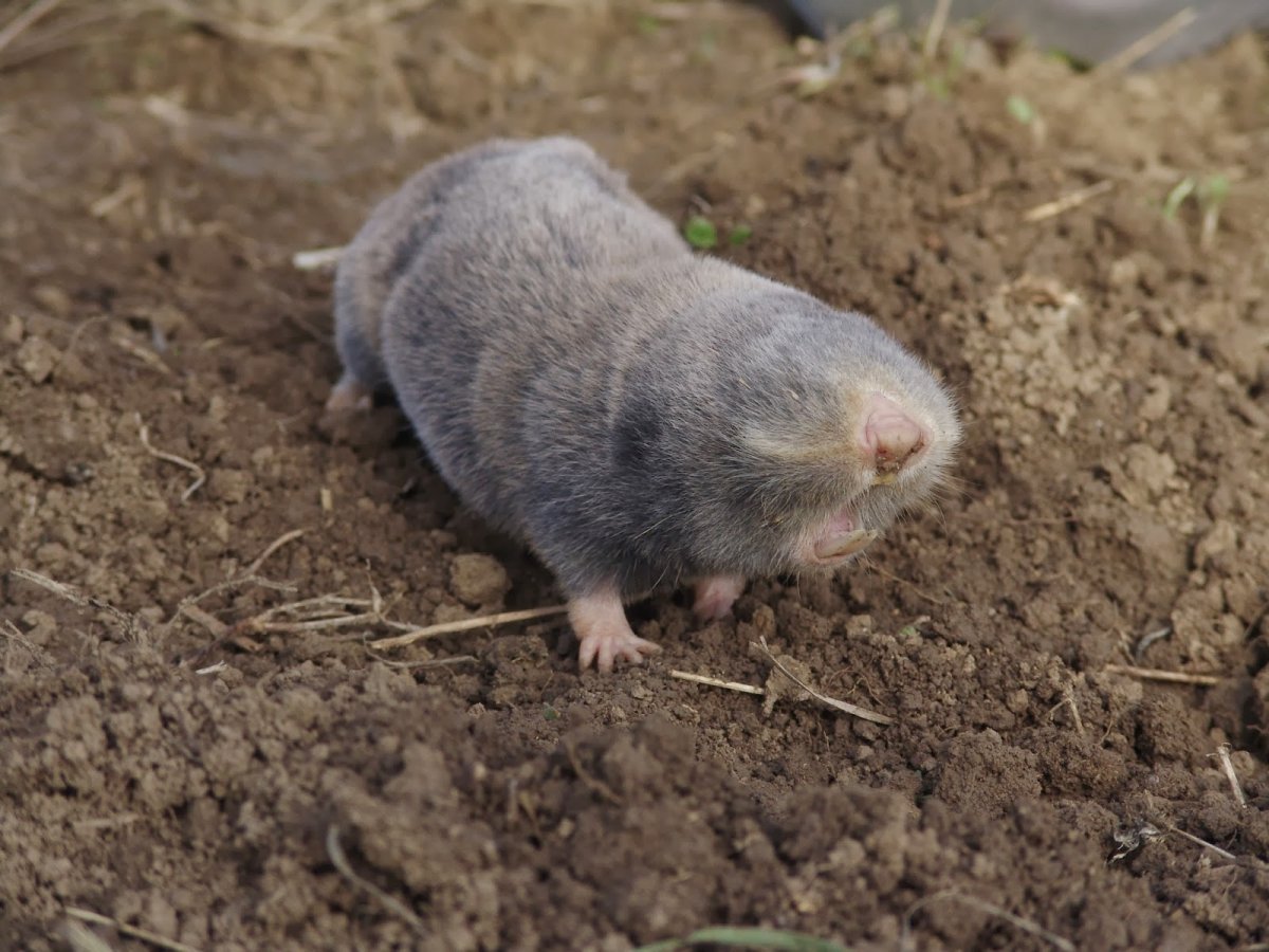 Буковинский слепыш