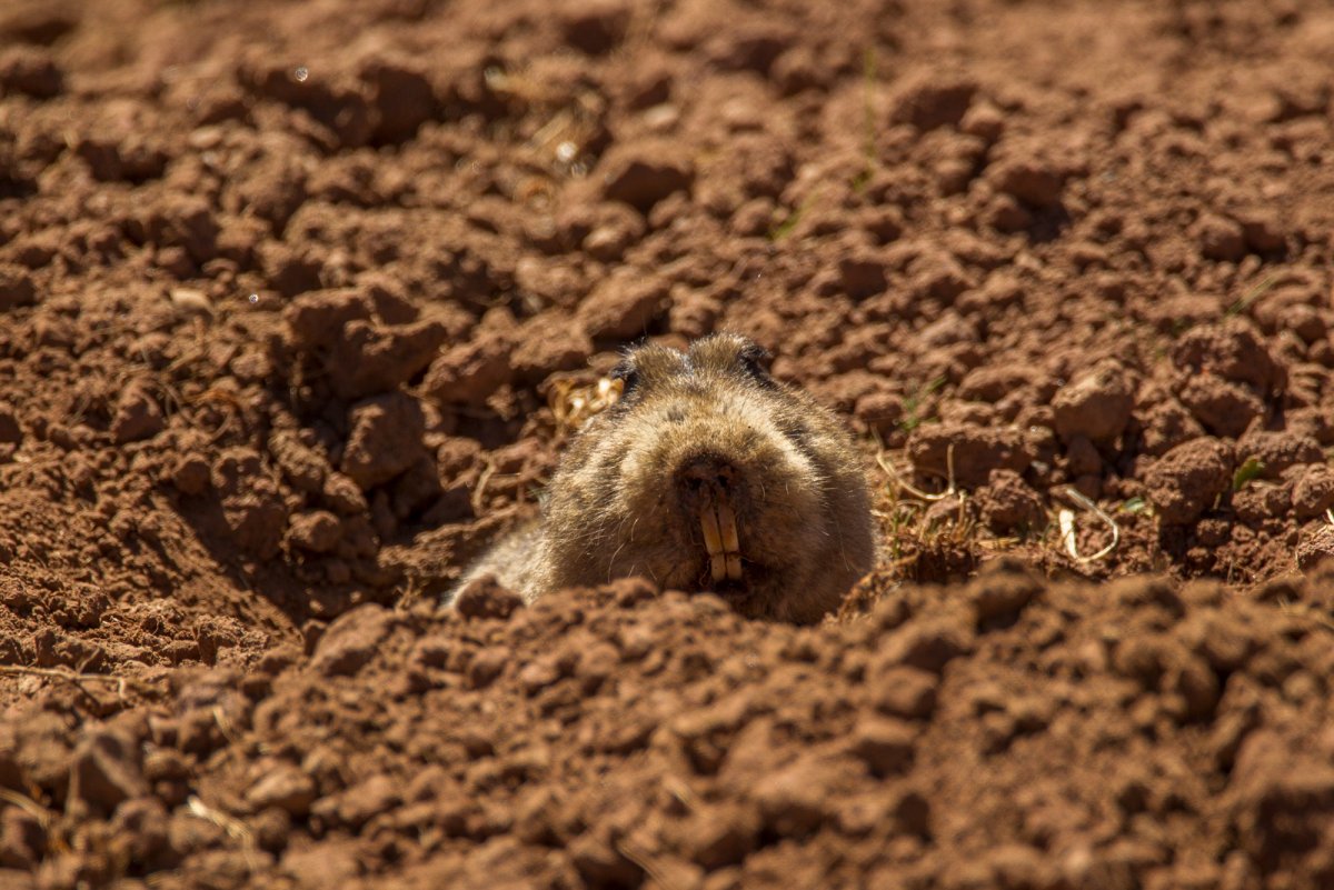 Обыкновенный слепыш белый