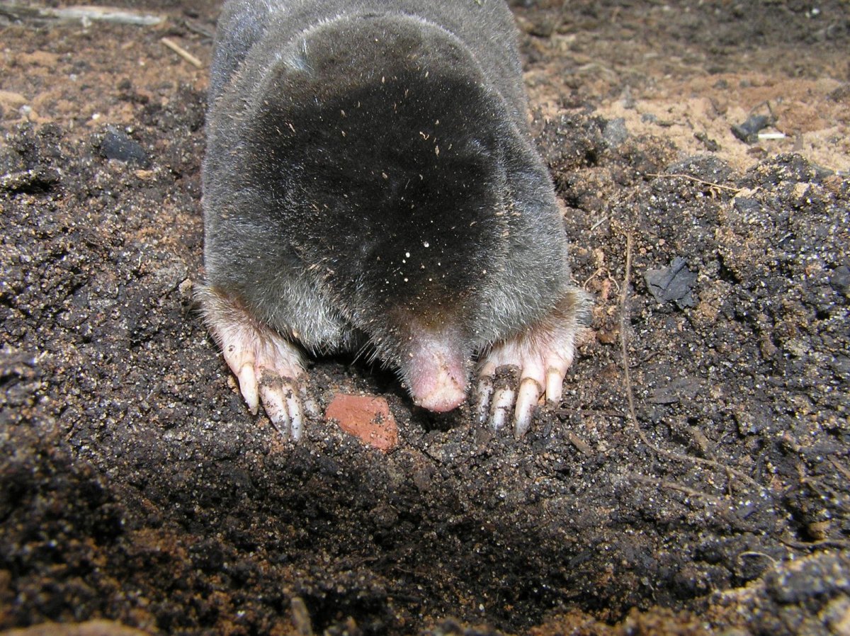 Крот Слепак