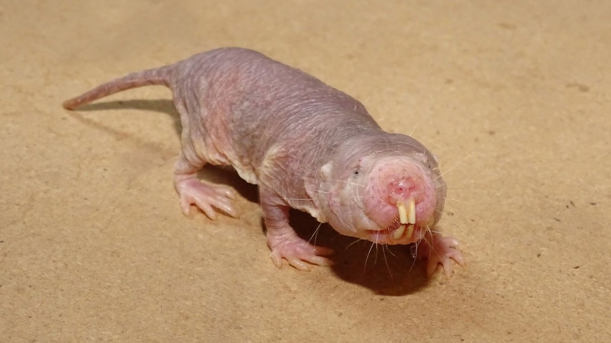 Землеройковая крыса