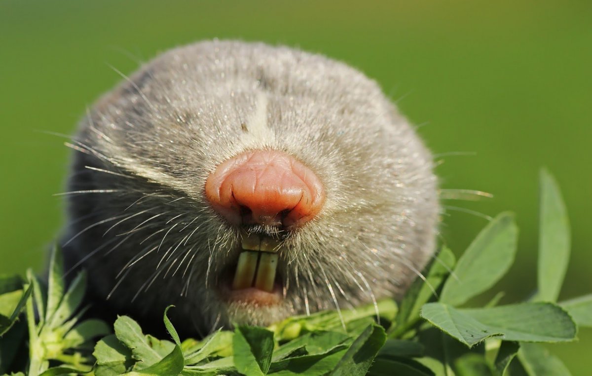 Обыкновенный слепыш