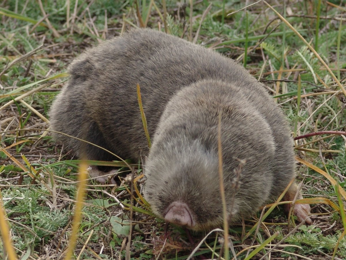 Крот землеройка слепыш