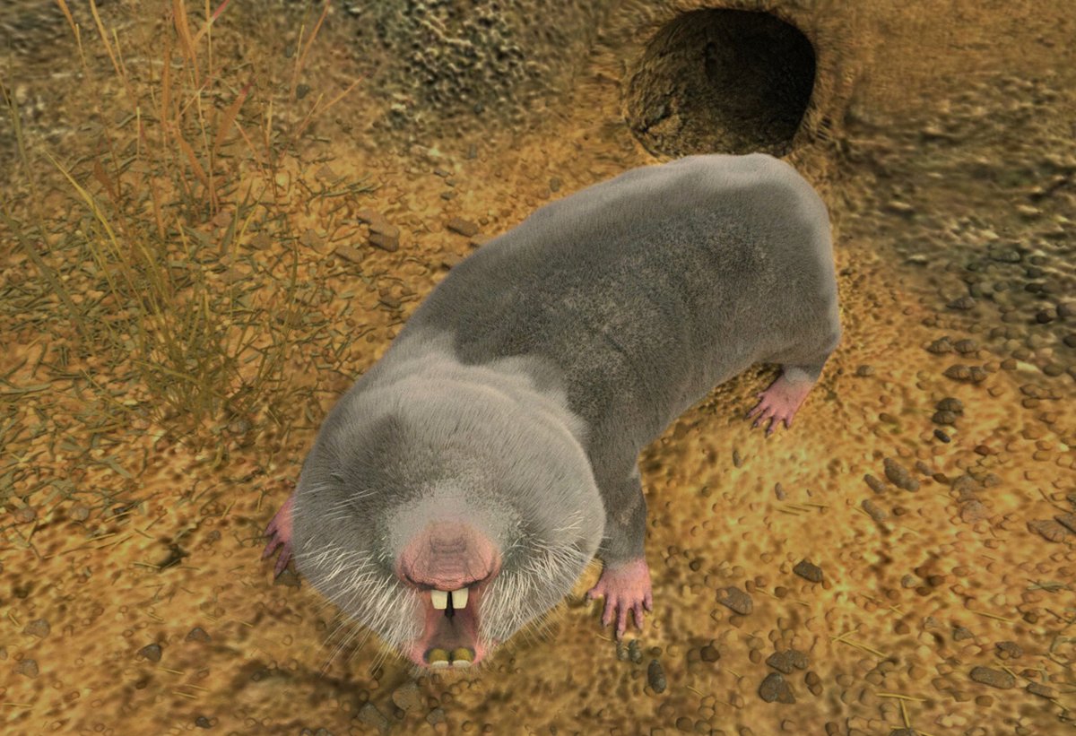 Слепыш белозубый Nannospalax leucodon