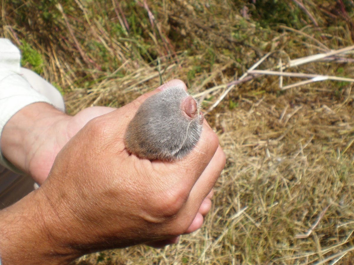 Гигантский слепыш в пустыне