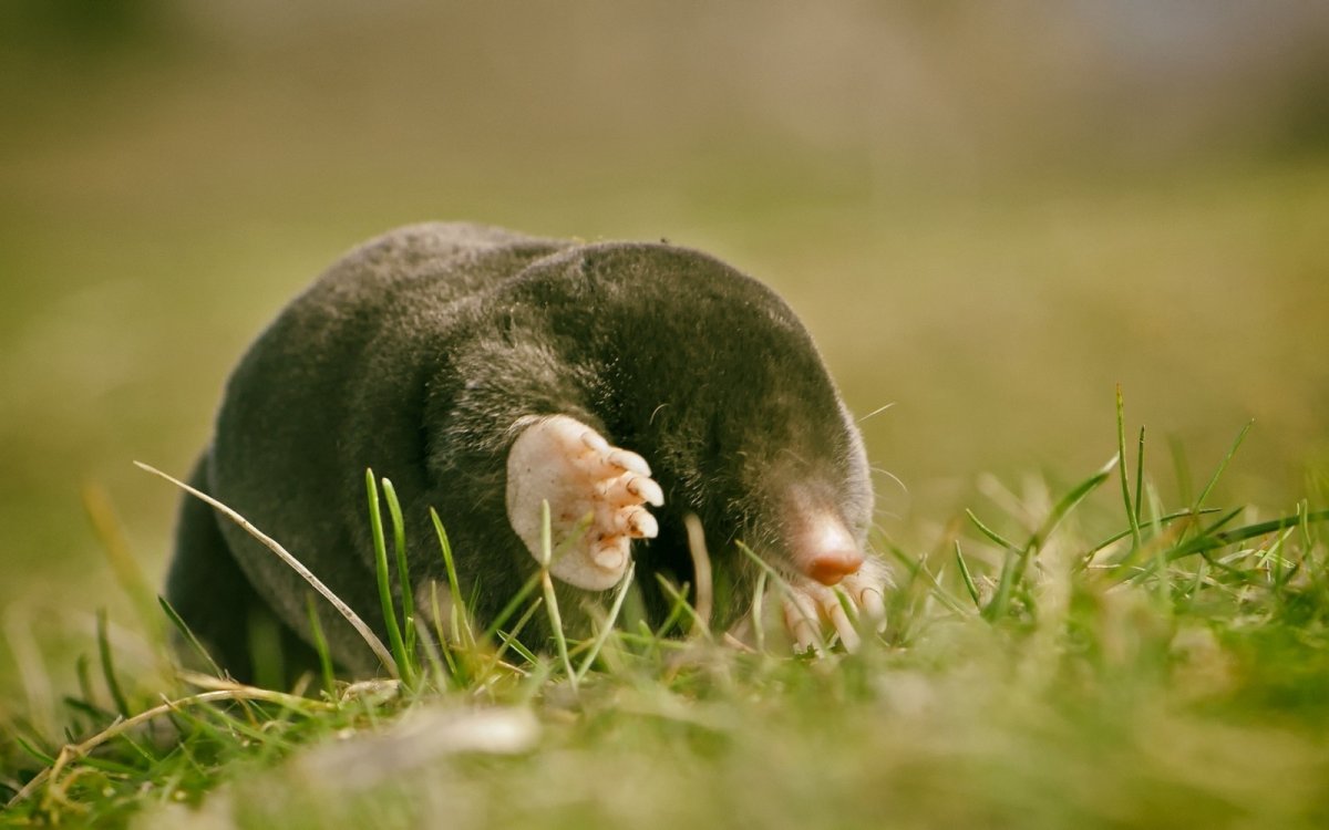 Слепыш грызун в руках