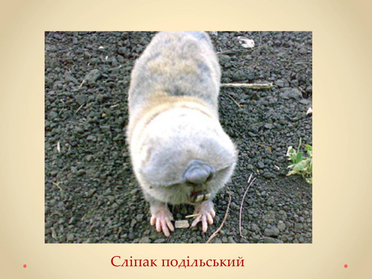 Норы обыкновенного слепыша