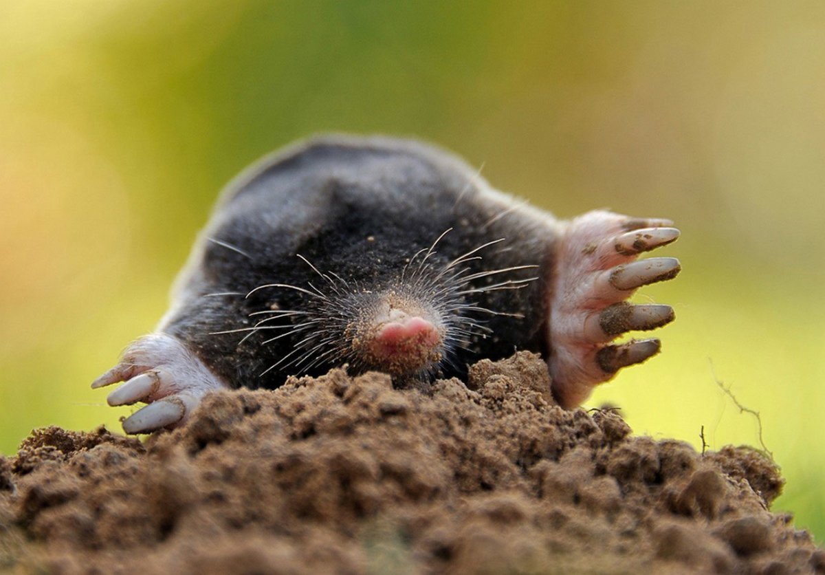 Мышь слепыш