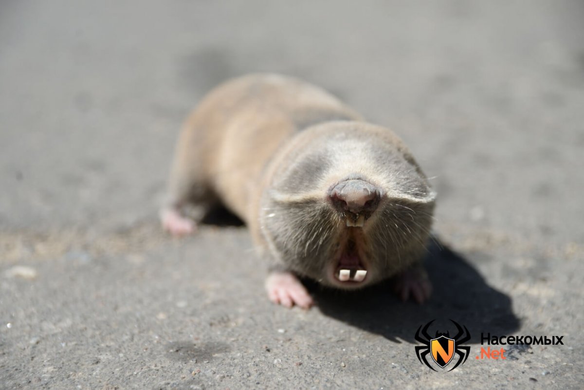 Гигантский слепыш