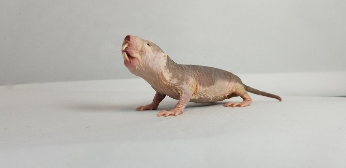 Буковинский слепыш