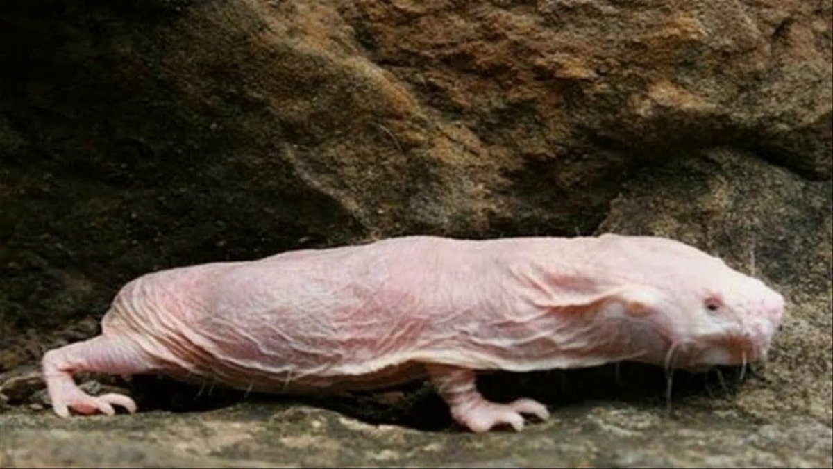 Имена всех слепышей 2