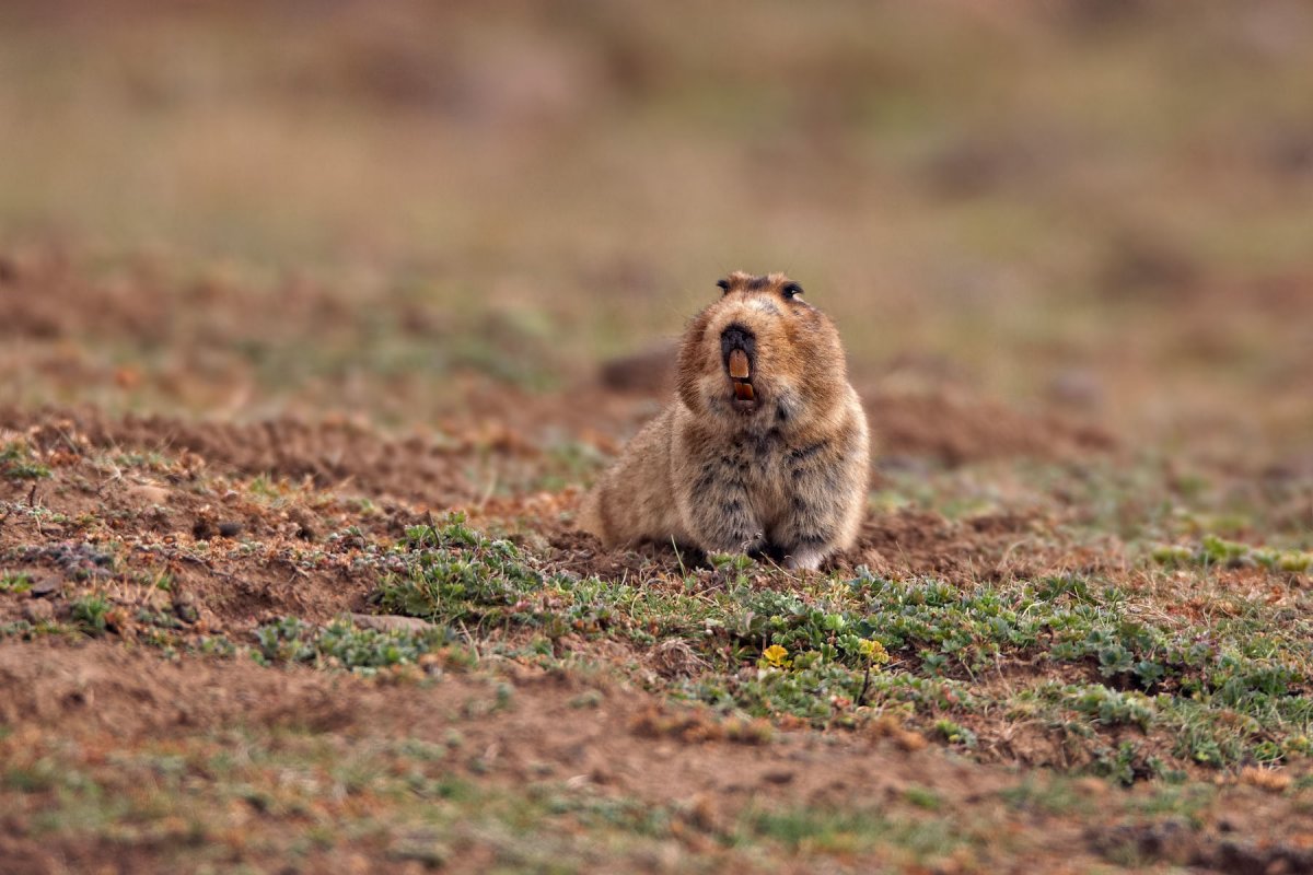Милые слепыши
