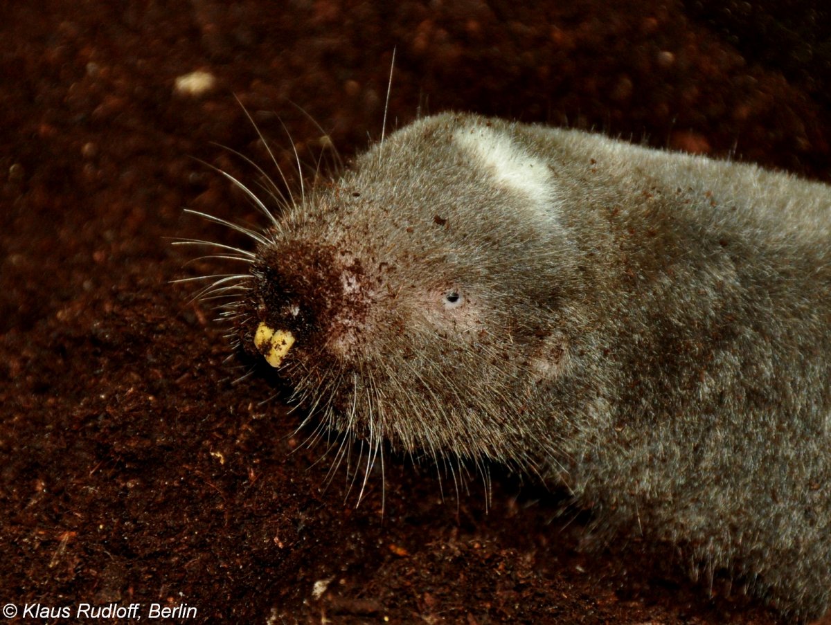Австралийский сумчатый Крот