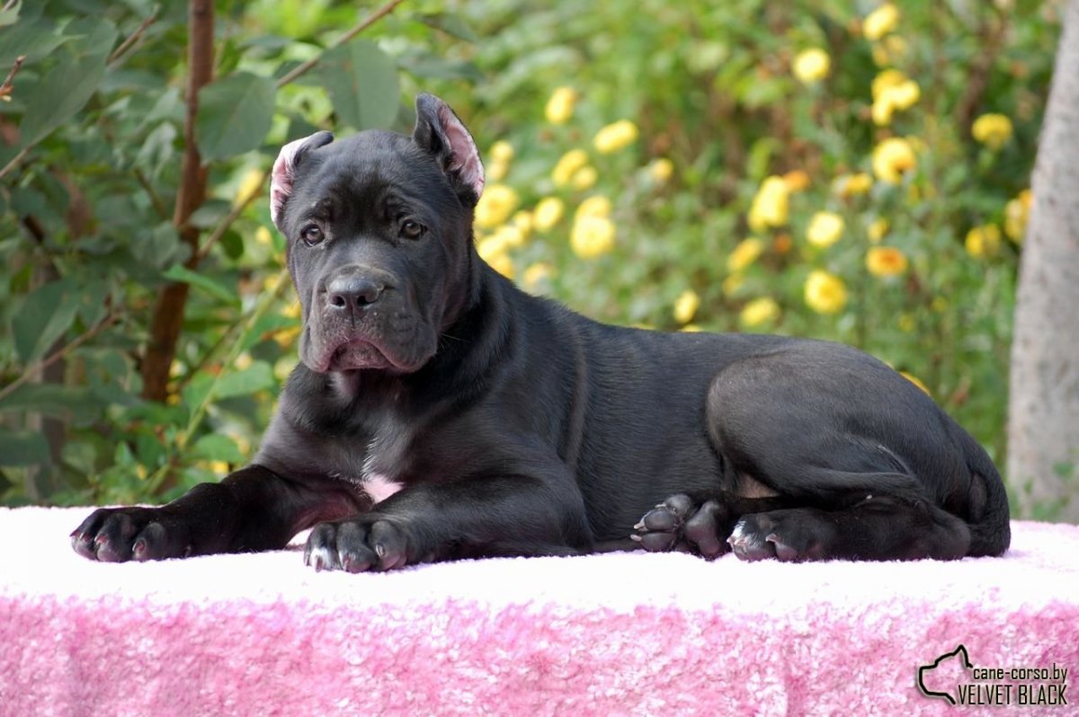 Порода Кане Корсо