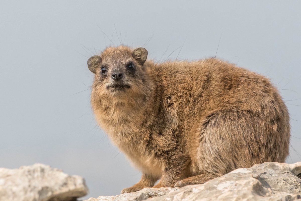 Даман животное