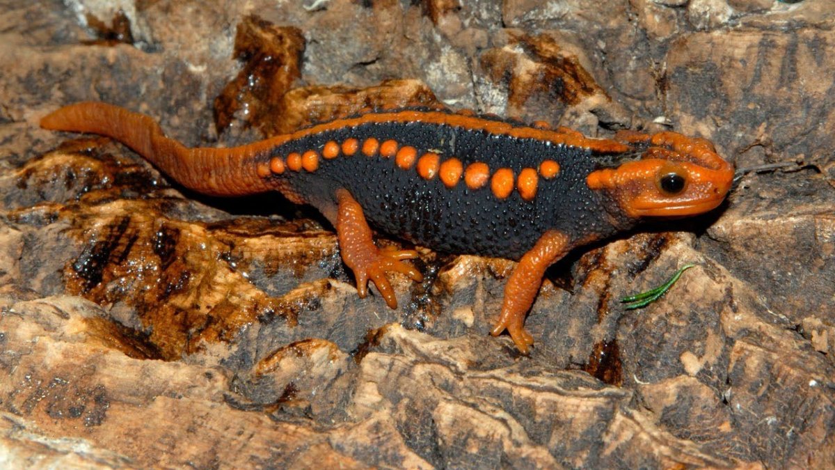 Бородавчатый крокодиловый Тритон