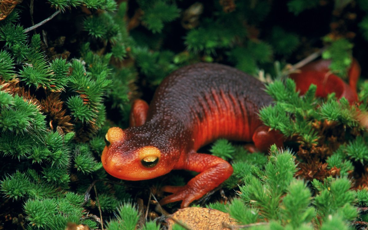 Калифорнийский Тритон саламандра