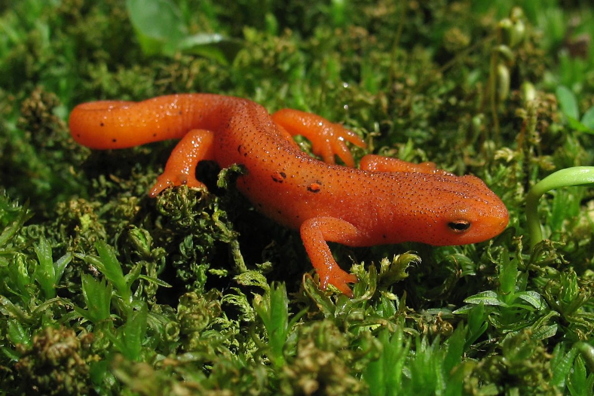 Восточноамериканский Тритон