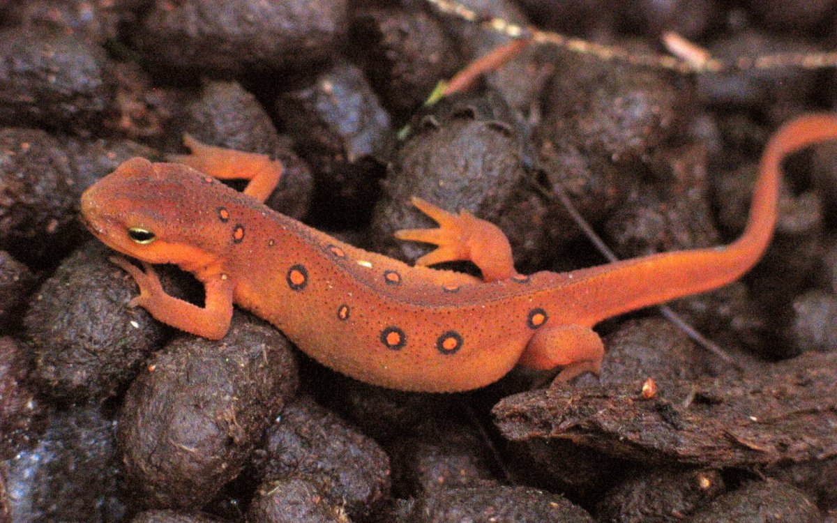 Огненная саламандра