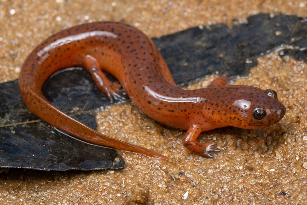 Жабы, Саламандры, тритоны