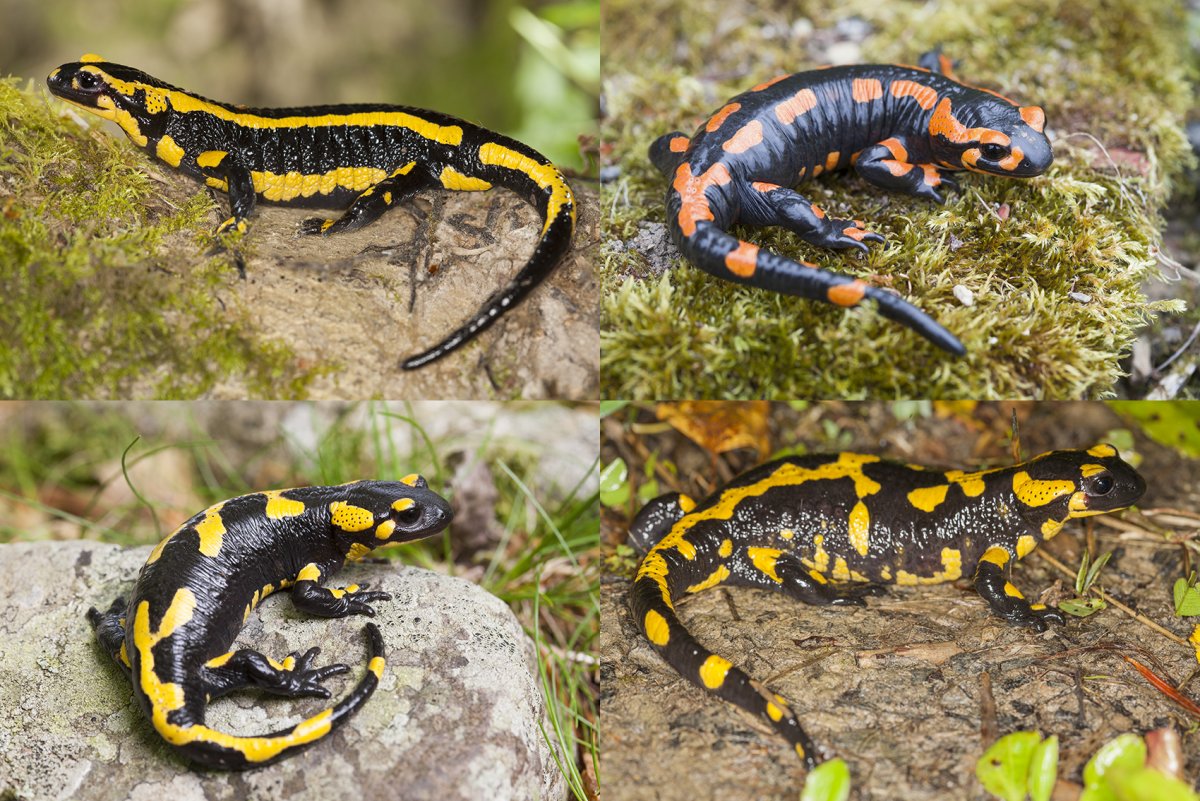 Тритон Огненная саламандра