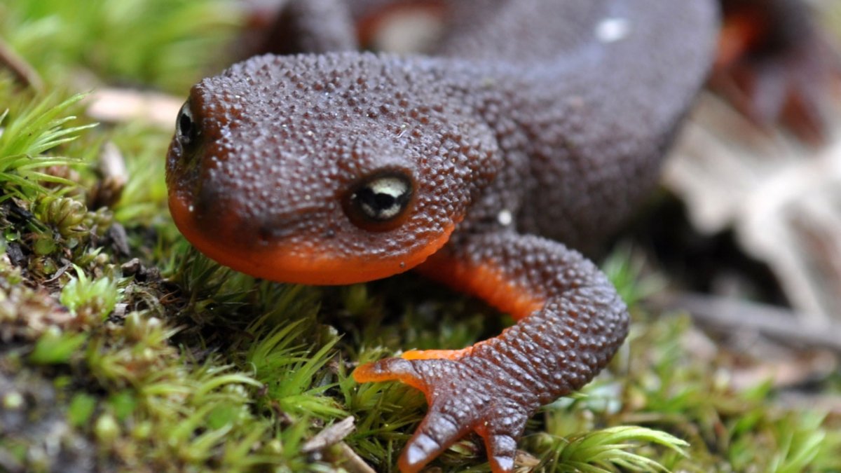 Земноводные Тритон обыкновенный