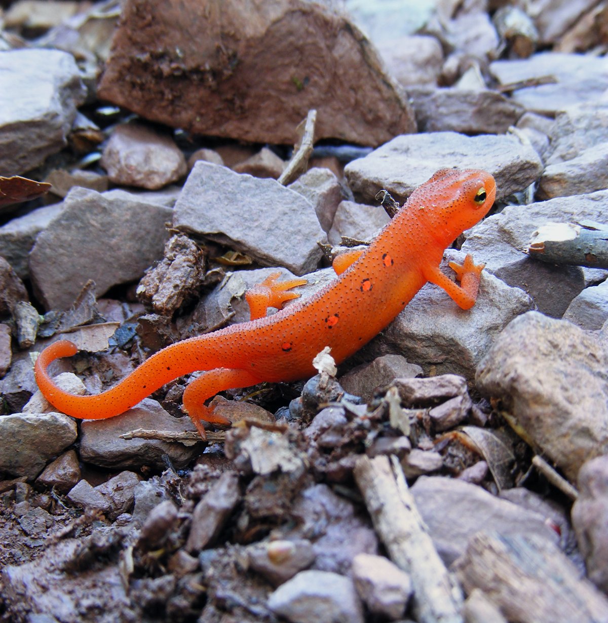 Зеленоватый Тритон