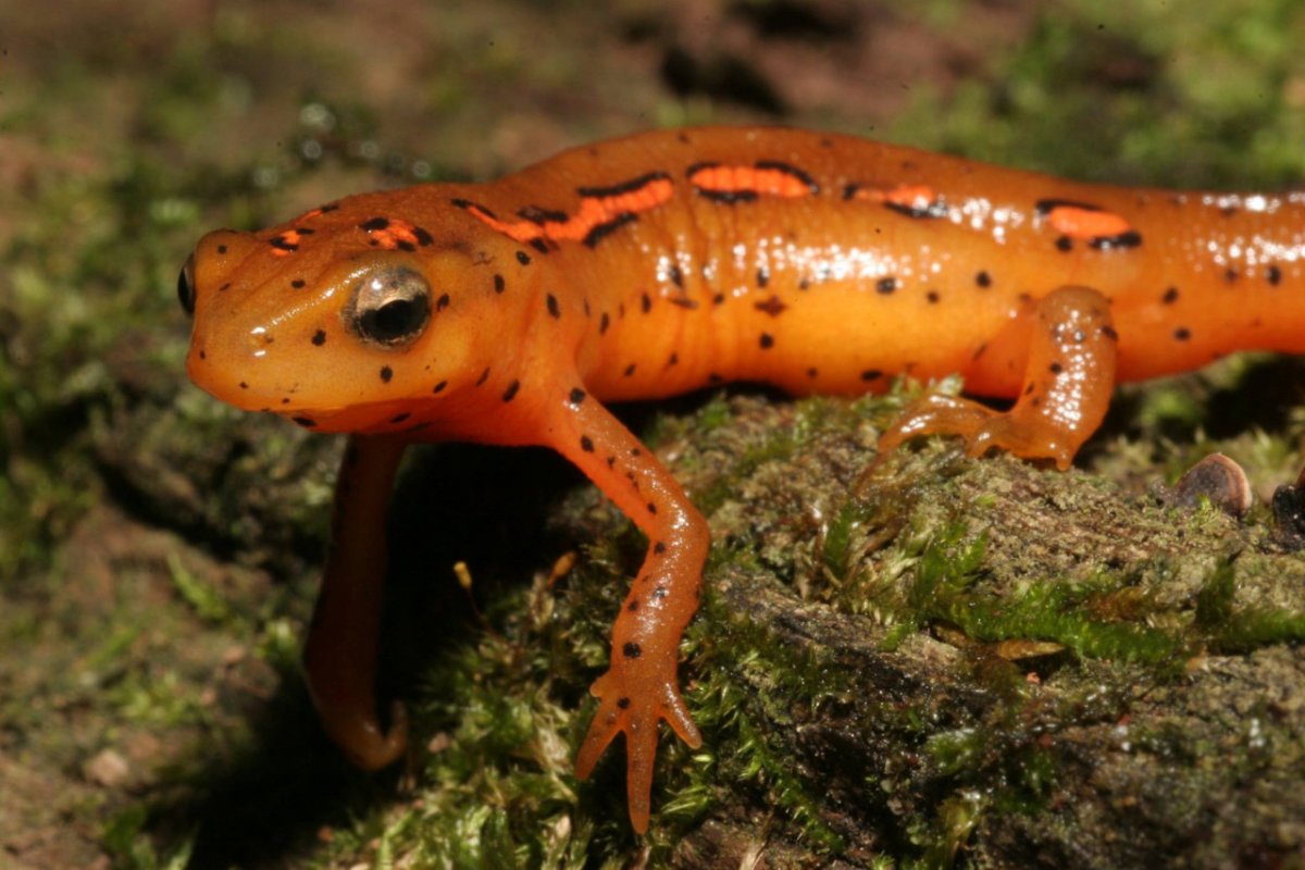 Тритон животное