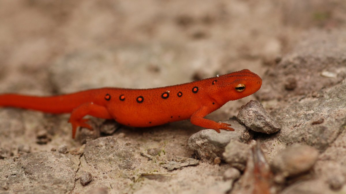 Тритон Волтерсторфа